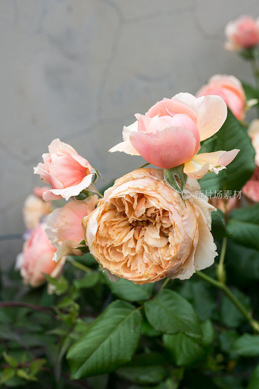 Rosa chinensis Jacq。盛开在春天